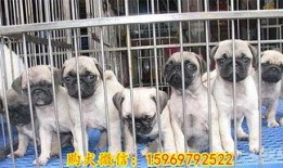 巴哥最新爆料新闻,最新爆料新闻背后的惊人真相